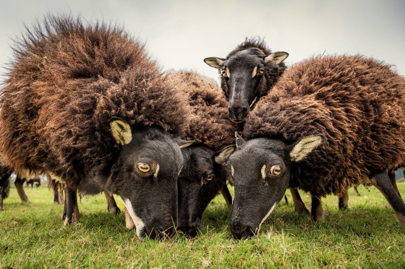 Preserving the Integrity of Farming in a Changing World