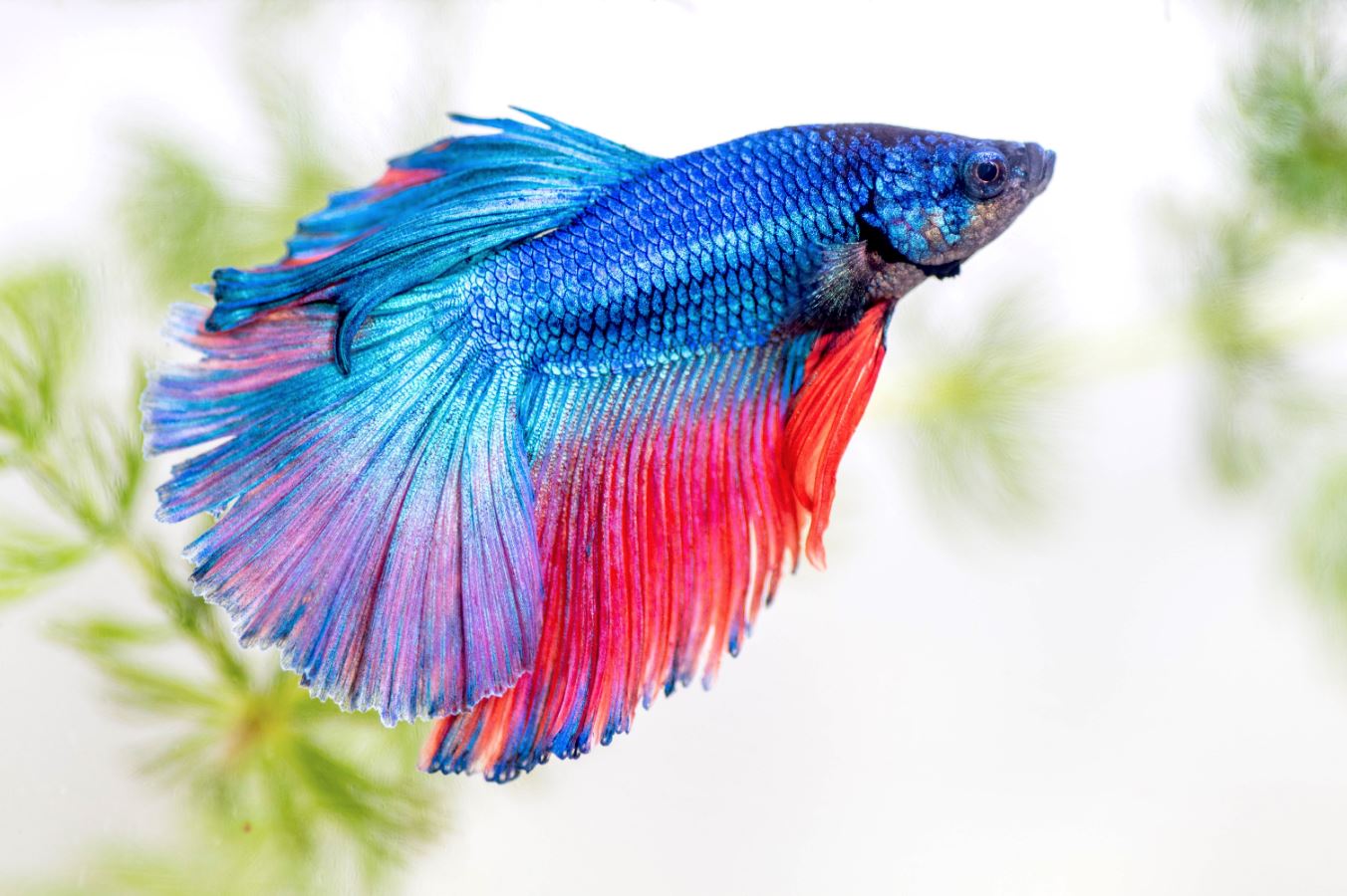 Integrating Ethics, Aesthetics, and Science in Aquatic Pet Care