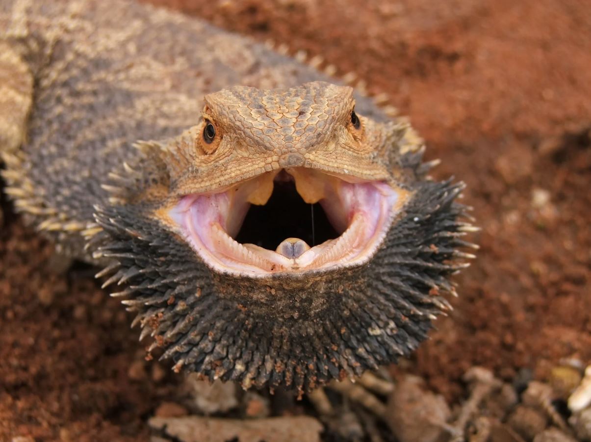 Responsible Reptile Care in Modern Environments