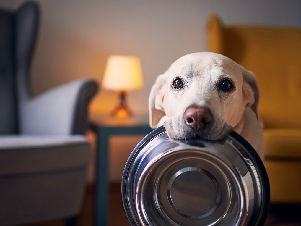 A Symphony Served in the Bowl